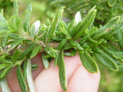 Syncolostemon albiflorus