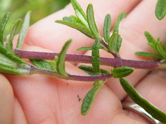 Syncolostemon albiflorus