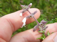 Syncolostemon albiflorus