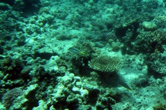 Parupeneus forsskali