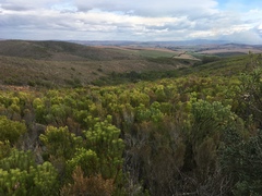 Leucadendron teretifolium