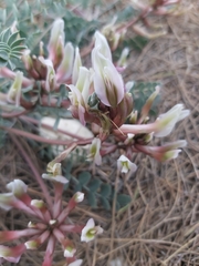 Astragalus spruneri