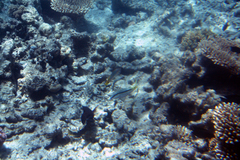 Parupeneus forsskali