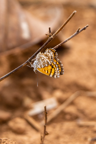 Aricoris erostratus