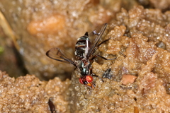 Senopterina