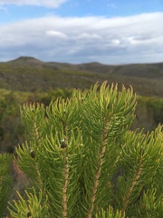 Leucadendron teretifolium
