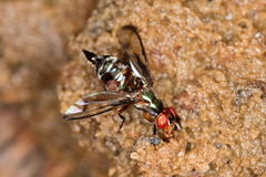 Senopterina