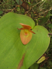 Pleurothallis titan