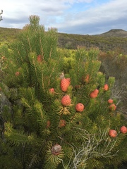 Leucadendron teretifolium