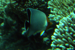 Chaetodon larvatus