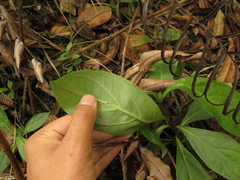 Macrocarpaea macrophylla