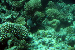 Chaetodon larvatus