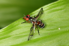 Senopterina