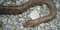 Lampropeltis calligaster