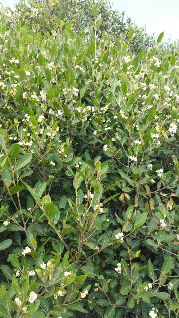 Dombeya apikyensis
