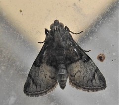 Macalla glastianalis