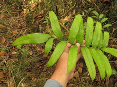 Blechnum cordatum