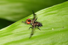 Senopterina