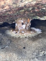 Anthopleura sola