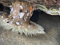Anthopleura sola