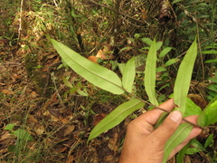 Blechnum cordatum