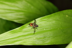 Senopterina