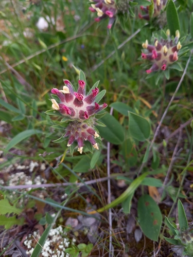 Anthyllis vulneraria iNat (2)