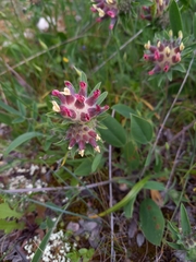 Anthyllis vulneraria rubriflora