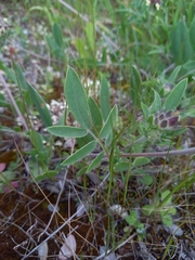 Anthyllis vulneraria rubriflora