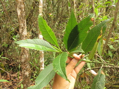 Ageratina popayanensis