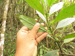 Ageratina popayanensis