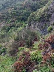 Cytisus scoparius image