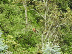 Cercopithecus mitis kandti