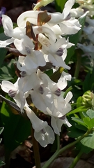 Corydalis cava