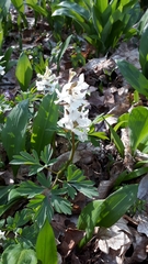 Corydalis cava