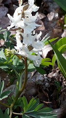 Corydalis cava