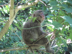 Macaca fuscata fuscata