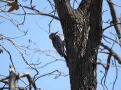 Melanerpes aurifrons