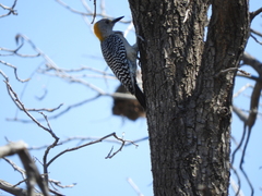 Melanerpes aurifrons