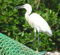 Egretta garzetta