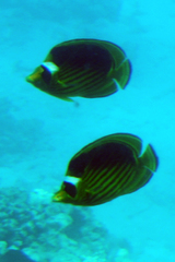Chaetodon fasciatus