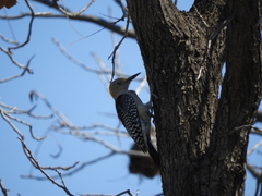 Melanerpes aurifrons