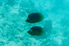 Chaetodon fasciatus