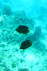 Chaetodon fasciatus