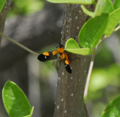 Oncopeltus spectabilis