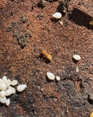 Lasius claviger