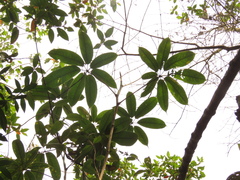 Sciodaphyllum trianae