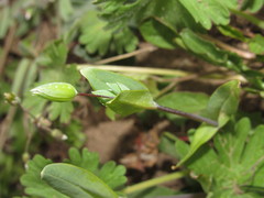 Cerastium perfoliatum