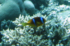 Amphiprion bicinctus