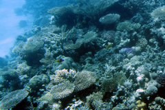 Amphiprion bicinctus